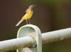 greyWagtail_100508a.jpg