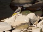 greyWagtail_100508c.jpg