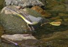 greyWagtail_1204e.jpg