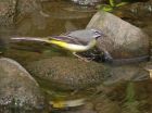 greyWagtail_1204g.jpg