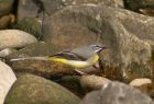 greyWagtail_1204h.jpg