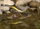 Filename=greyWagtail_1204i.jpg
Filesize=147KB
Dimensions=800x574
Date added=Nov 16, 2008 greyWagtail_1204i.jpg