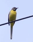 greyWagtail_1204p.jpg