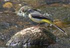 greyWagtail_1204v.jpg