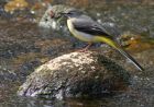 greyWagtail_1204x.jpg