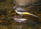 Filename=greyWagtail_1204z.jpg
Filesize=140KB
Dimensions=800x577
Date added=Nov 16, 2008 greyWagtail_1204z.jpg