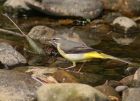 greyWagtail_1204zz.jpg