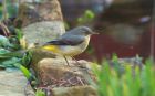 greyWagtail_171209a.jpg