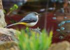 greyWagtail_171209c.jpg