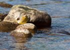 greyWagtail_190409b.jpg