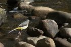 greyWagtail_210314a.jpg