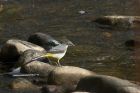 greyWagtail_210314c.jpg