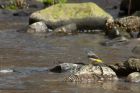 greyWagtail_210314o.jpg