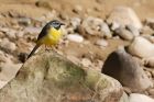 greyWagtail_230416a.jpg