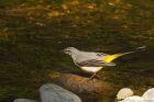 greyWagtail_230416b.jpg