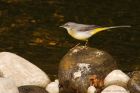 greyWagtail_230416d.jpg