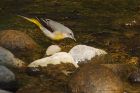 greyWagtail_230416e.jpg