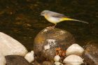 greyWagtail_230416g.jpg