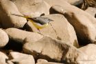 greyWagtail_230416j.jpg