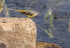 Filename=greyWagtail_240908c.jpg
Filesize=212KB
Dimensions=800x546
Date added=Oct 24, 2008 greyWagtail_240908c.jpg