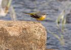 greyWagtail_240908d.jpg