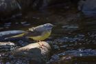 greyWagtail_260312e.jpg