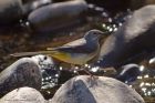 greyWagtail_260312f.jpg