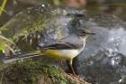 greyWagtail_261012a.jpg