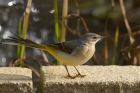 greyWagtail_261012e.jpg