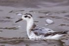 grey_Phalarope_140911b.jpg