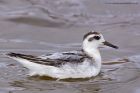 grey_Phalarope_140911e.jpg