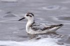 Filename=grey_Phalarope_140911f.jpg
Filesize=289KB
Dimensions=1000x667
Date added=Sep 16, 2011 grey_Phalarope_140911f.jpg