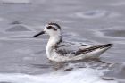 grey_Phalarope_140911f.jpg