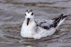 grey_Phalarope_140911m.jpg