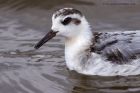 grey_Phalarope_140911n.jpg