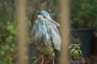 Filename=grey_gdn_011219a.jpg
Filesize=617KB
Dimensions=1250x833
Date added=Apr 02, 2021 grey_gdn_011219a.jpg