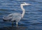 greyheron_210807b.jpg