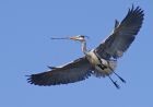 greyheron_2403h.jpg