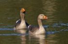 greylag_0104a.jpg