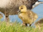 greylag_020508a.jpg