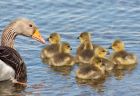 greylag_020508b.jpg