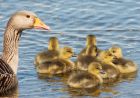 greylag_020508c.jpg