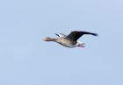 greylag_091007a.jpg