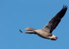 greylag_100209a.jpg