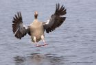 greylag_150411c.jpg