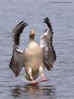 greylag_150411d.jpg