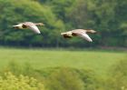 greylag_160508a.jpg