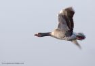 greylag_210111a.jpg