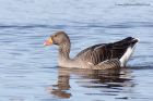 greylag_240211a.jpg