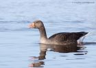 greylag_240211b.jpg